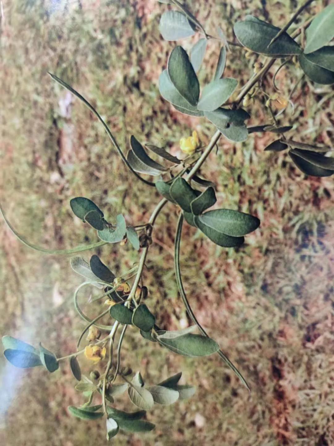 清肝明目、潤腸通便、降壓降膽固醇——決明子