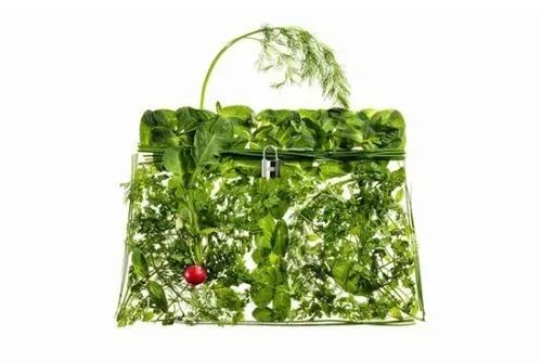 蔬菜界的“愛馬仕”會(huì)中毒致癌？